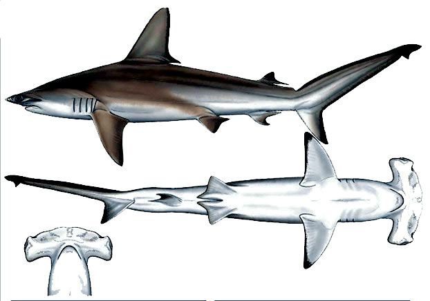 Sphyrna zygaena_08.jpg